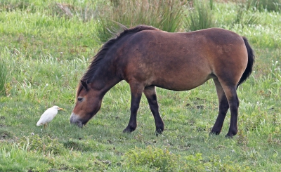 Pony and Cattle Egret